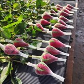 云南红玫瑰鲜花卡罗拉带网套结婚玫瑰 三八妇女节厂家跨境