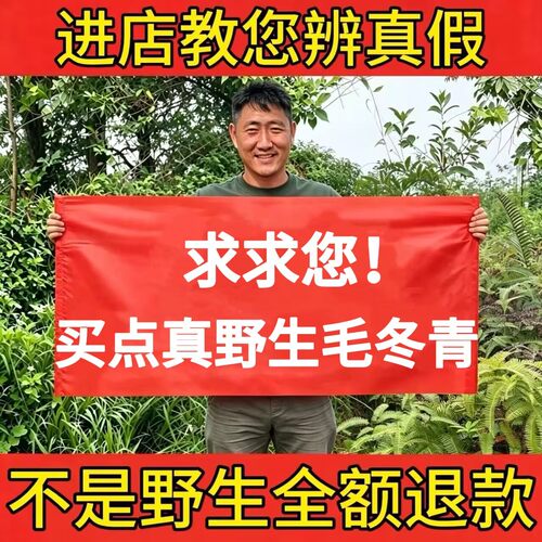 野生毛冬青正品老根切片无硫泡茶