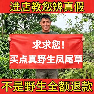 野生凤尾草中药材500g正品凤尾草凤凰草鸡脚草井边草新货无硫泡水