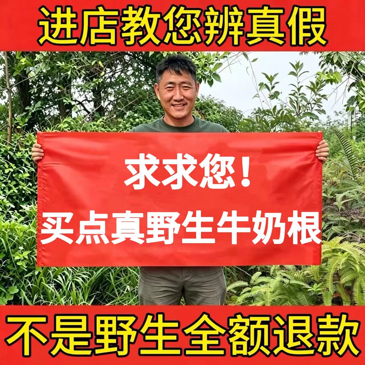 野生牛奶根500g正品福建特产客家小叶白花牛奶子根牛乳树根煲炖汤