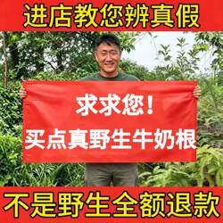 野生牛奶根500g正品福建特产客家小叶白花牛奶子根牛乳树根煲炖汤