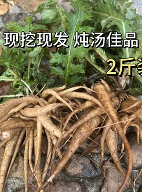 野生新鲜老根大蓟根大刺儿菜大刺盖山萝卜内叶刺中草药煲炖汤500g
