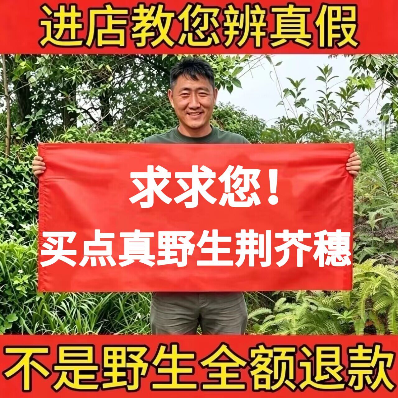 野生荆芥穗正品中药材土荆芥大叶荆芥草线芥香荆芥大穗荆芥丛新货