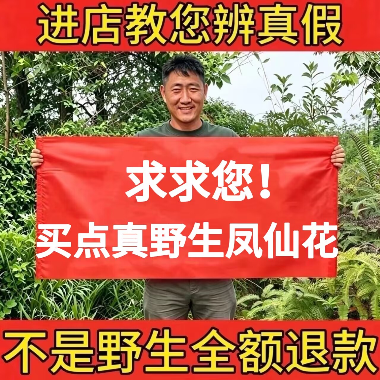 野生凤仙花正品干花中药材小桃红指甲草金凤花天然无硫新货泡茶酒 - 实物图