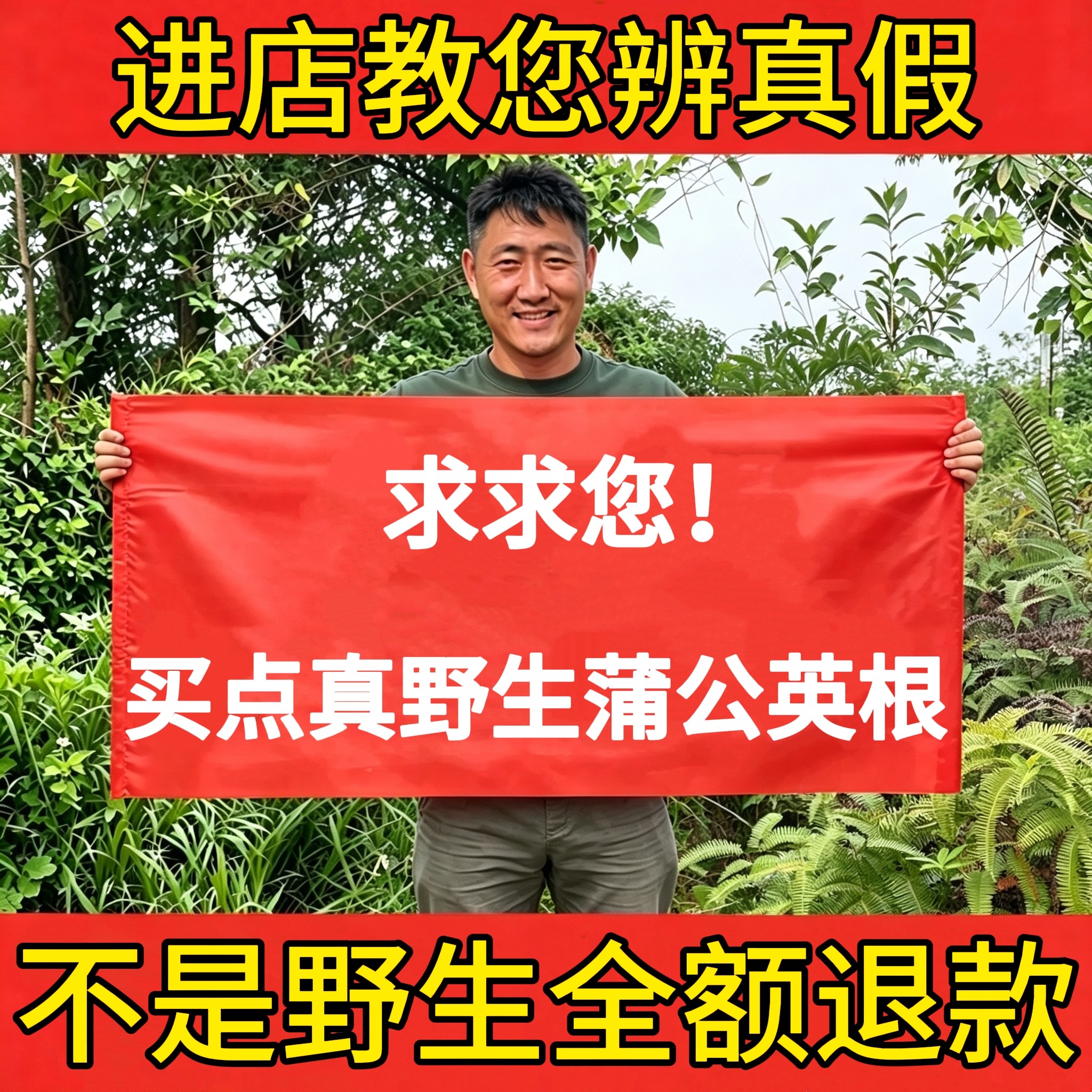深山纯野生蒲公英根500g中药材正品婆婆丁茶泡茶煲汤养生熬夜下火