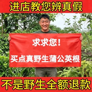 深山纯野生蒲公英根500g中药材正品婆婆丁茶泡茶煲汤养生熬夜下火