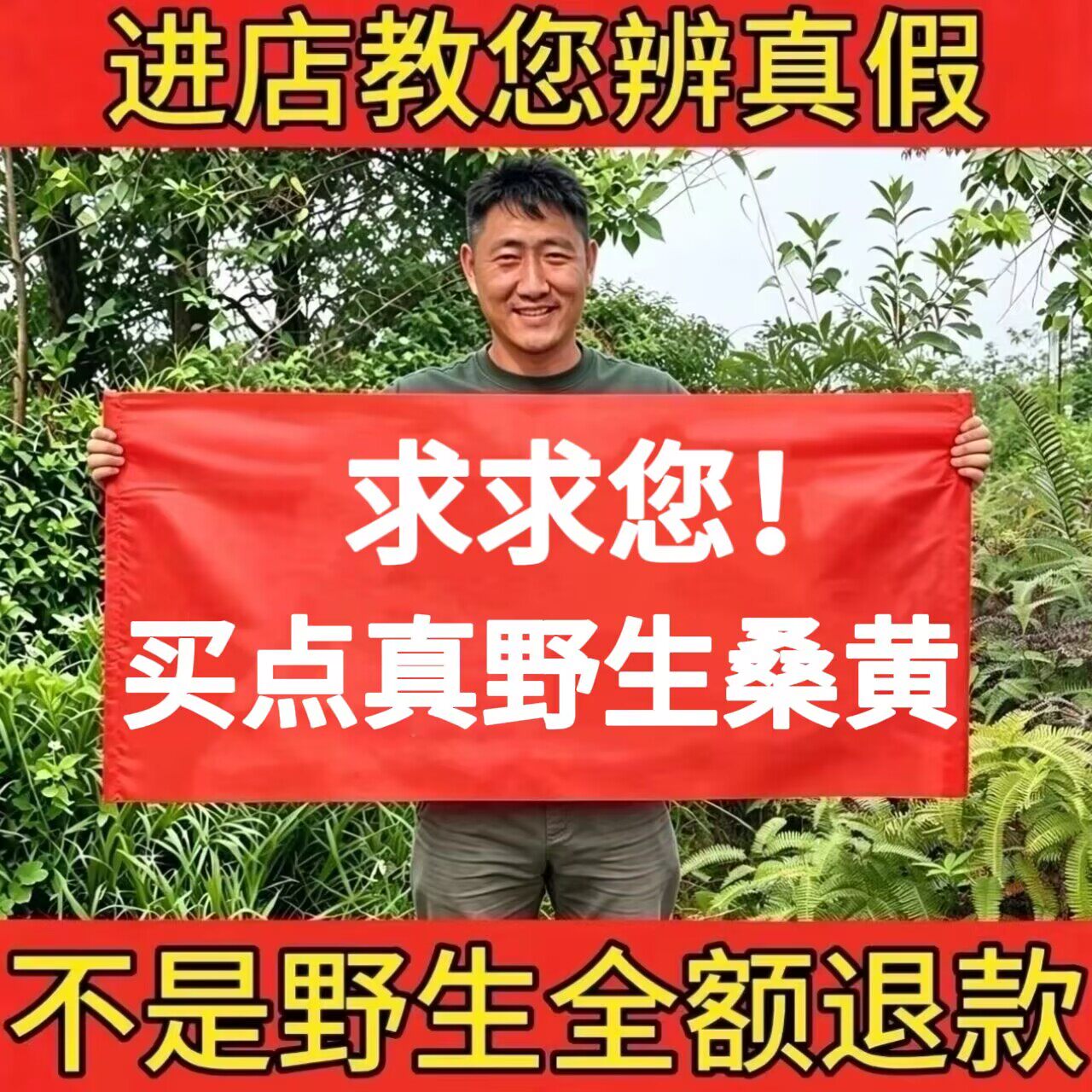 深山野生桑黄500g正品中药材正宗桑树桑黄整朵切大片粉天然泡茶水