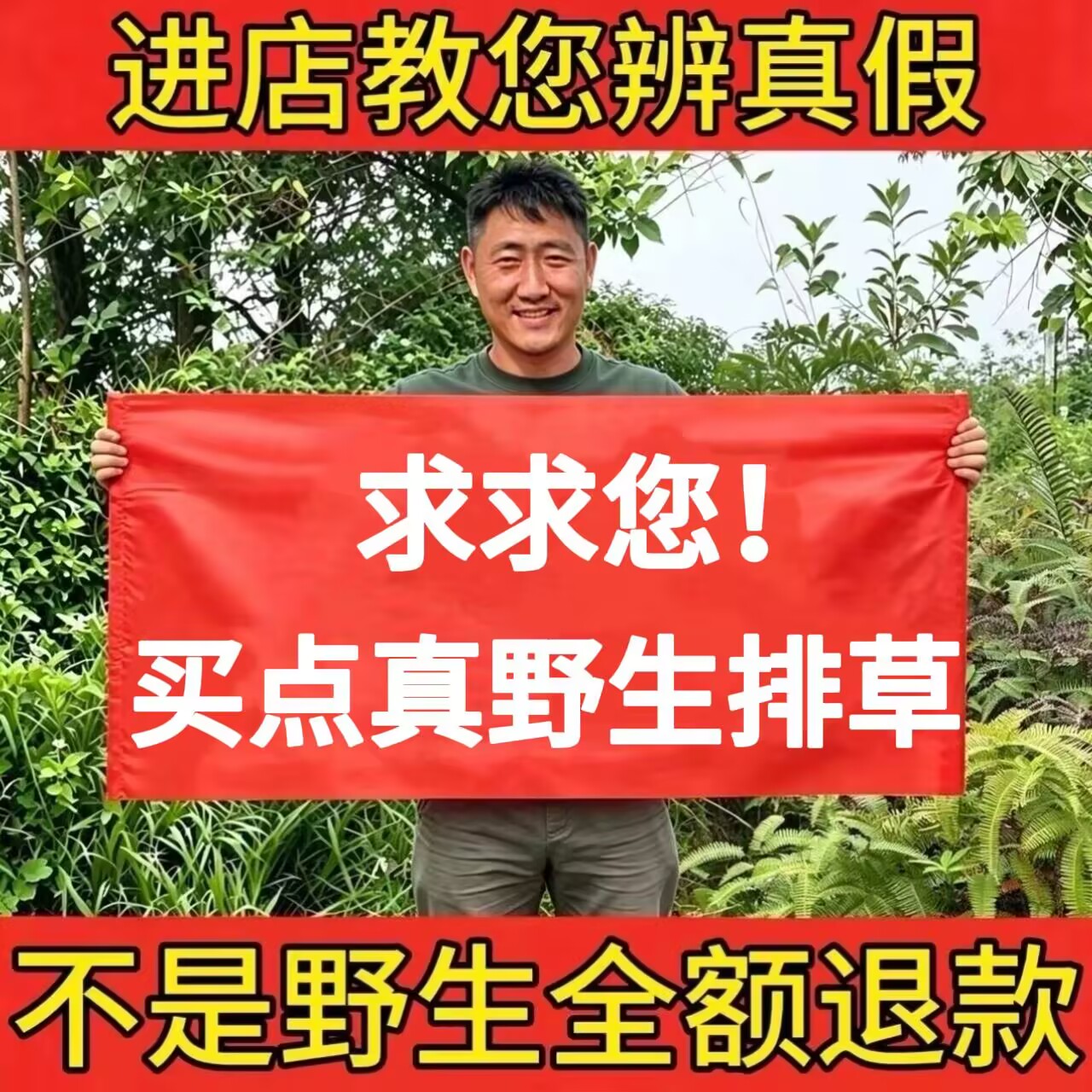 野生排草正品中药材香排草卤炖泡茶调味麻辣烫火锅香辛料无硫新货