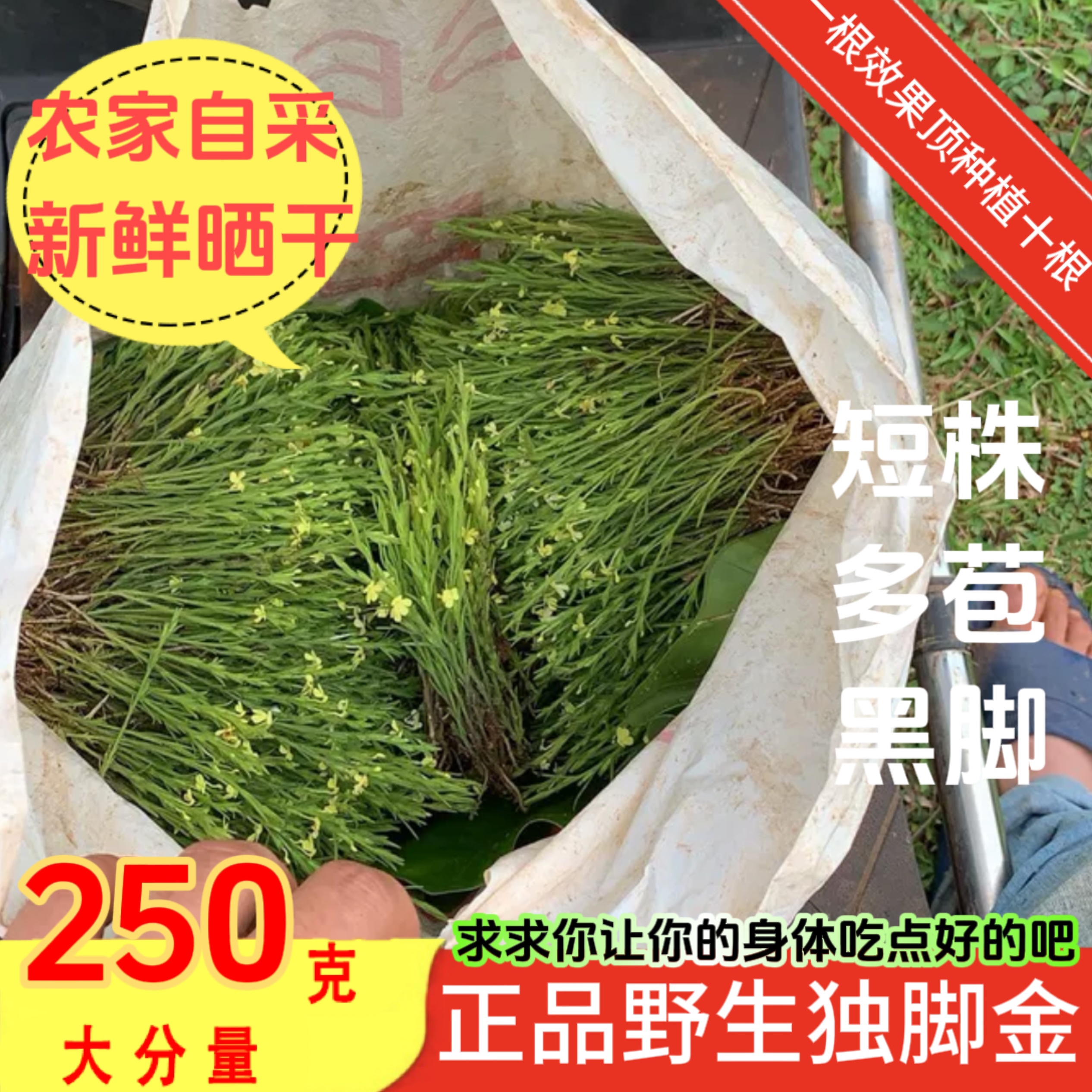 广东野生短脚独脚金疳积草消积汤儿童双金汤健脾开胃脾胃调理药材
