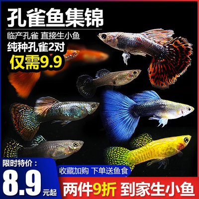 新款孔雀鱼观赏鱼胎生鱼临产孔雀纯种孔雀鱼热带淡水鱼活体凤尾鱼