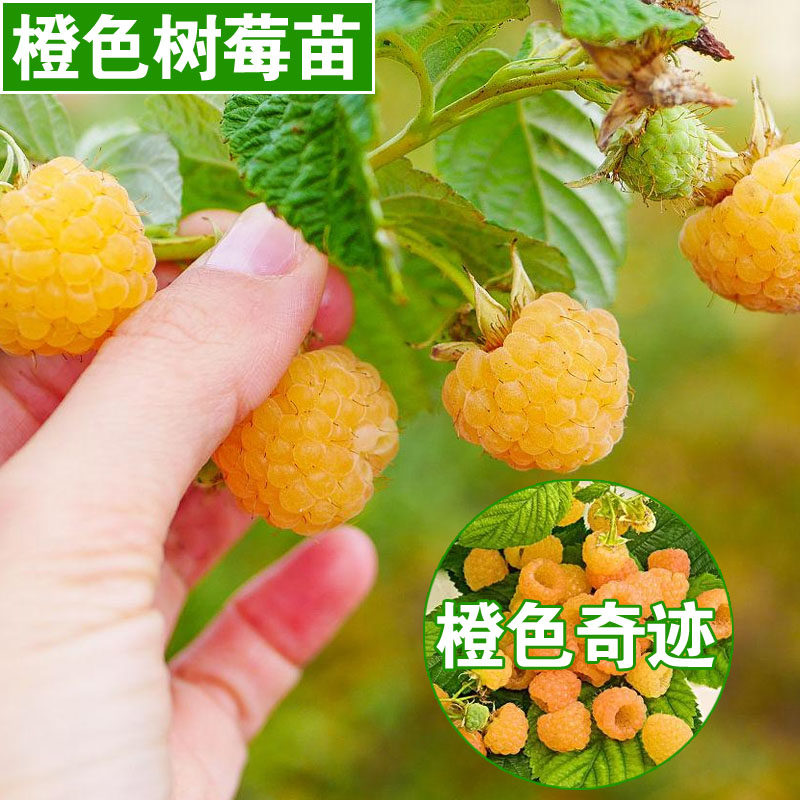 双季橙色奇迹树莓苗黄树莓果苗甜蜜盆栽覆盆子当年结果树耐寒地栽