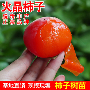 火晶柿子树南北方种植庭院地栽盆栽嫁接红灯笼小火罐柿苗当年结果