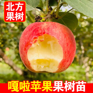 嘎啦苹果苗南北方庭院地栽糖心果树盆栽嫁接抗寒苹果树苗当年结果