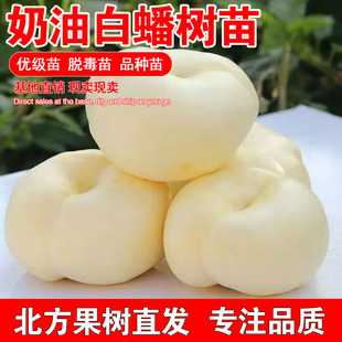 嫁接白油蟠桃苗盆栽奶油白蟠桃树苗庭院北南方种植当年结果果树苗