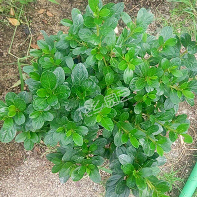 永福花乡园艺 绿色光辉杜鹃 绿色杜鹃花 杜鹃花盆栽 比利时杜鹃