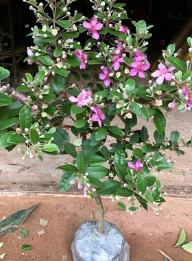 桃金娘苗改良品种大果种植庭院盆栽桃金娘树苗老桩山捻子果苗盆景