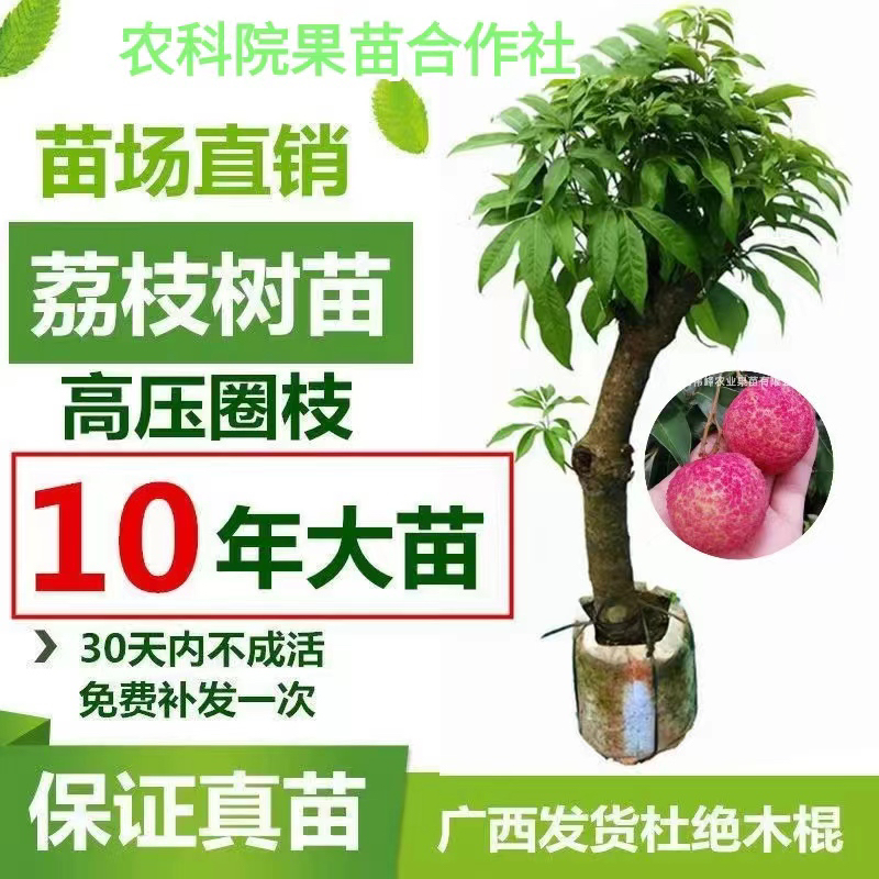 荔枝树大苗高压荔枝苗荔枝树圈枝妃子笑桂味冰荔无核果树当年结果