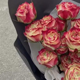 新真花苹果杰克玫瑰花卉鲜花云南基C地直发鲜切花家用插花小花束