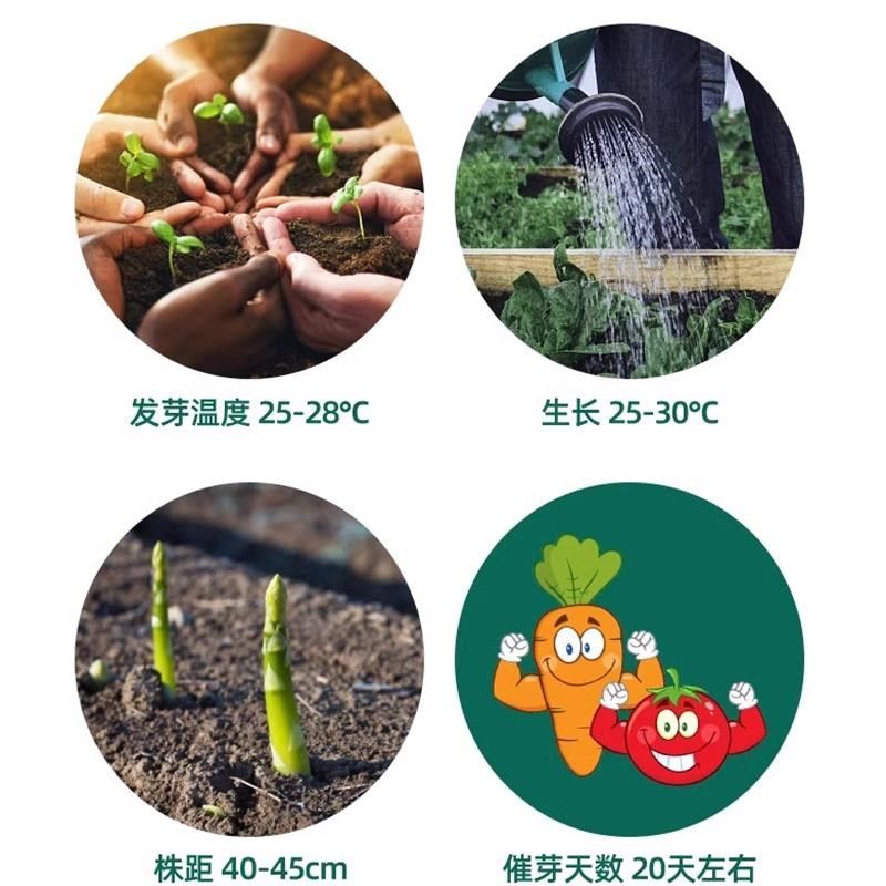 新芦笋根苗蔬菜苗k食用田园秧苗盆栽带土现挖新芦笋苗四季种植,鲜花速递/花卉仿真/绿植园艺,绿植,淘宝优惠券,粉丝福利购,淘宝优惠卷