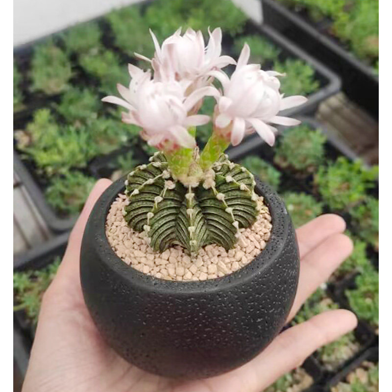 新可爱开花 带盆种好仙人球  A防电脑辐射植物 室内好养多肉盆栽,鲜花速递/花卉仿真/绿植园艺,多肉植物,淘宝优惠券,粉丝福利购,淘宝优惠卷