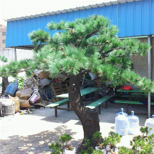 定做玻璃钢树仿真树大型松树迎客松商场酒店办公大楼别墅装饰