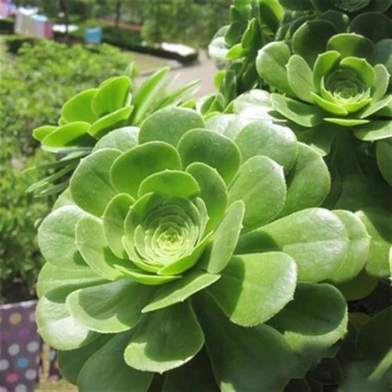 绿羊绒法师多肉老桩新款多肉植物八尺镜露天精养盆栽新手组合