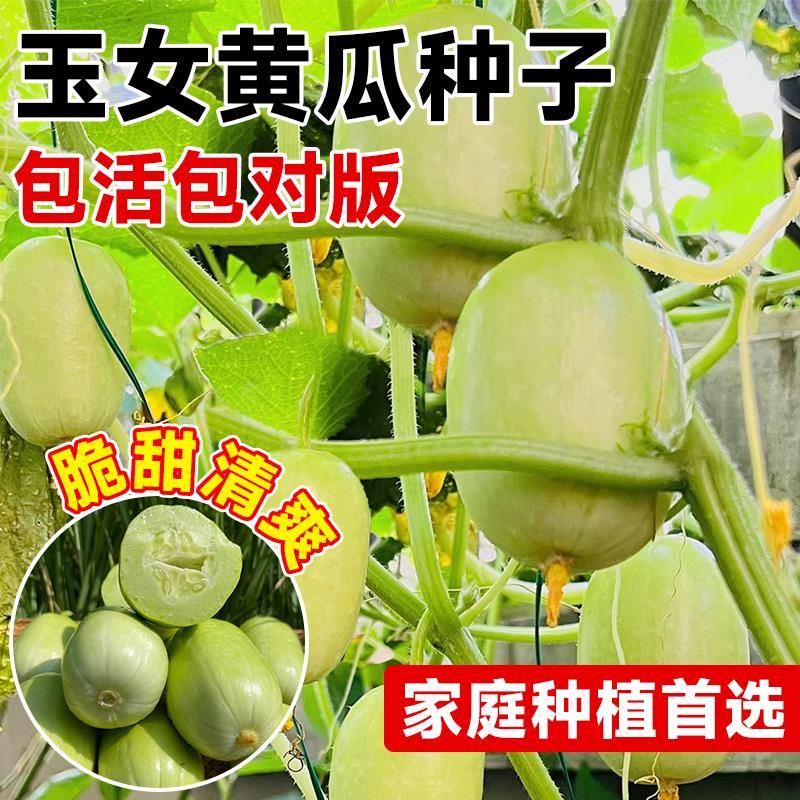 迷你玉女水果黄瓜苗水果黄瓜四季青瓜蔬菜种籽菜苗秧苗阳台盆栽