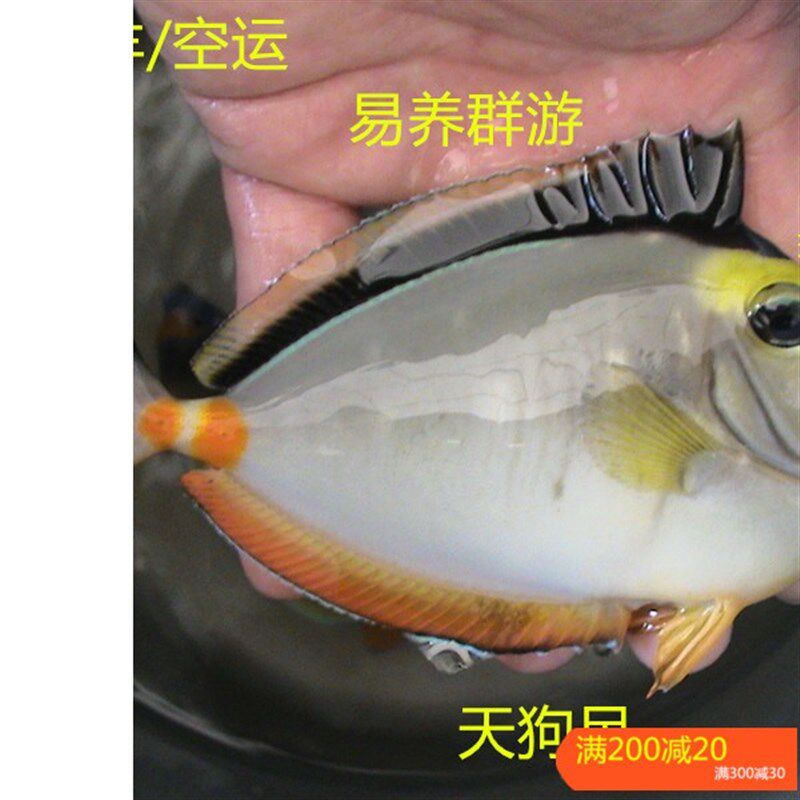 蓝吊粉蓝七彩吊蓝海水鱼天狗吊海水观赏鱼金毛观赏鱼活体小丑鱼活
