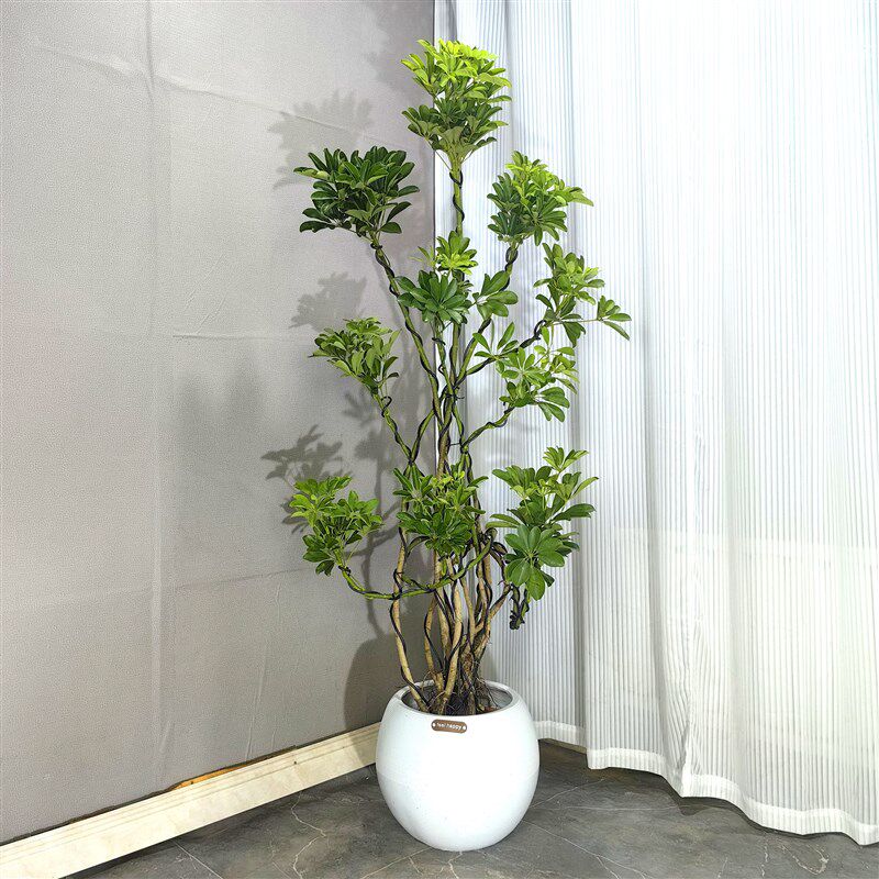 西安乔迁新居办公室鸭脚木花卉大型绿植客厅黑金刚橡皮树孟加拉榕