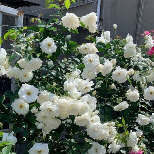 藤本白月季花苗藤冰山阳台庭院多季开浓香爬藤蔷薇玫瑰大苗