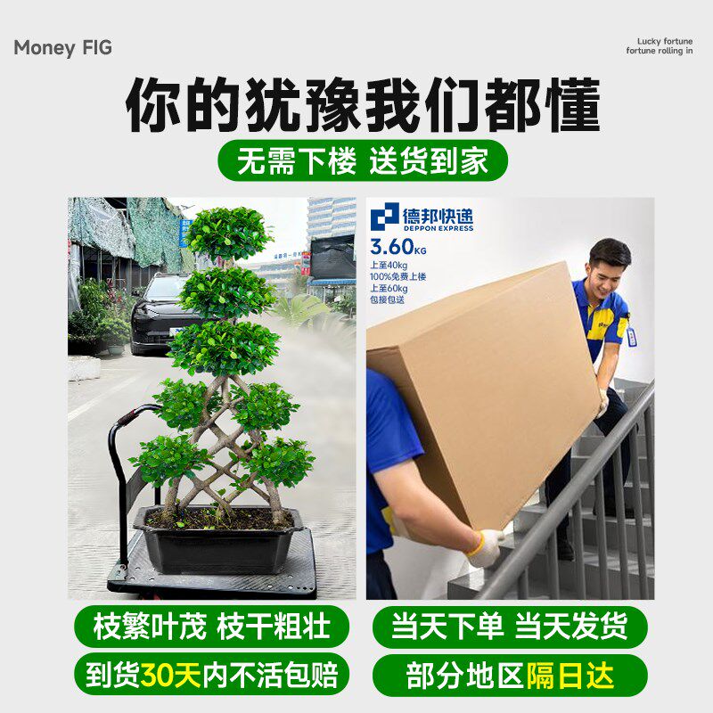 金钱榕客厅大盆栽室内大型绿植摇钱树发财树落地榕树植物四季常青