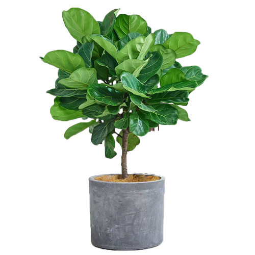 琴叶榕绿植盆栽室内大型落地网红植物客厅乔迁新居好养活珠海配送