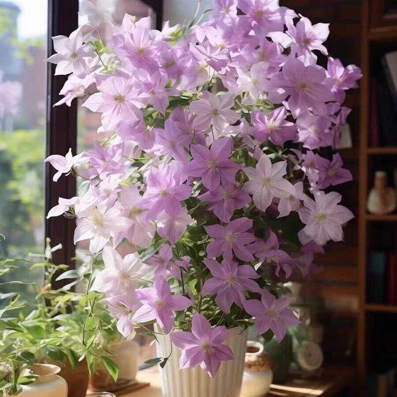 铁线莲大苗盆栽藤本爬藤植物花卉重瓣倒影乌托邦庭院耐寒适合新手