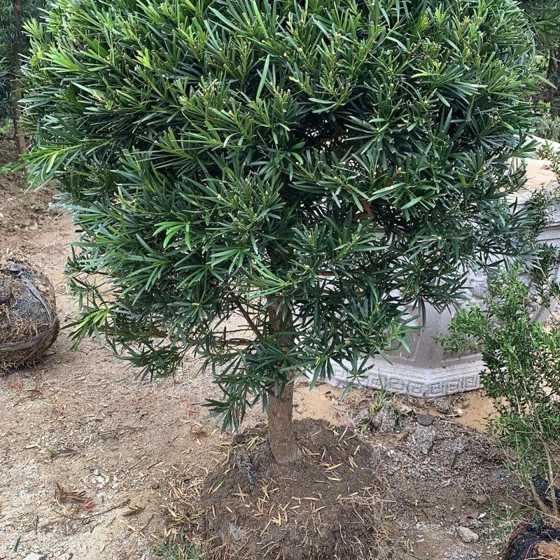 罗汉松球造型 绿植净化空气 松树 自产自销 圆球盆景罗汉松包邮