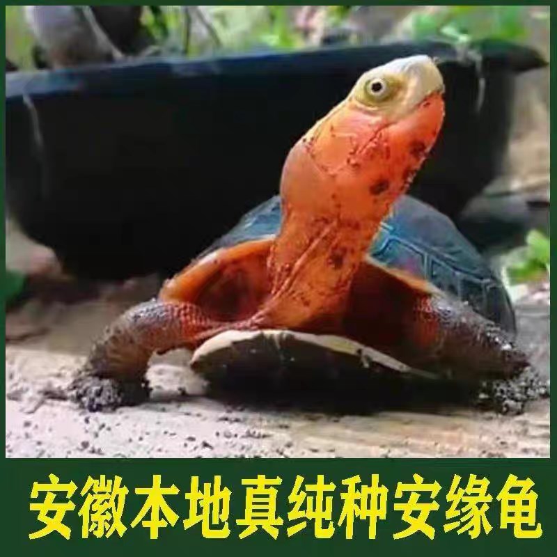 黄缘龟蛋皖南安徽缘浙缘大陆缘台缘高颜值半水可爱宠物龟蛋