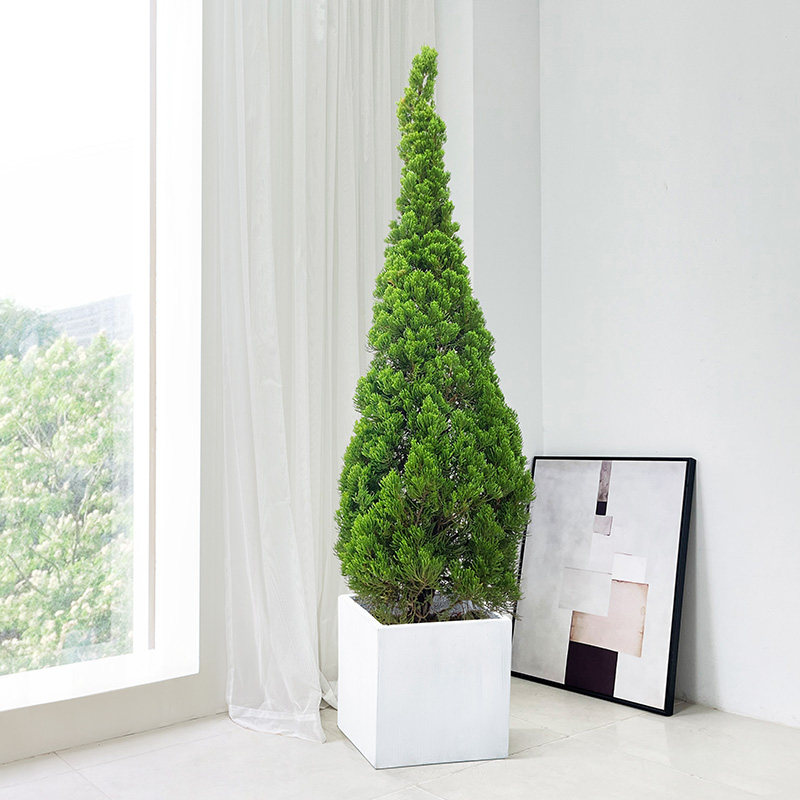 松柏盆栽圣诞树真树室内客厅大型绿植塔松树苗香松大植物扁柏松树
