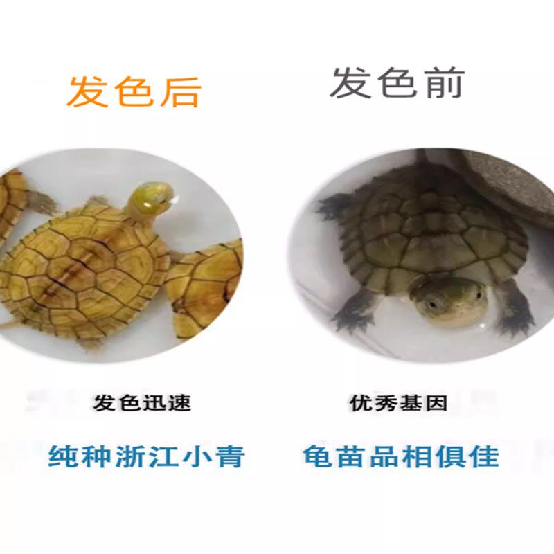 黄喉拟水龟水龟乌龟活体宠物龟金钱龟幼苗小青幼龟小宠陆地观赏龟