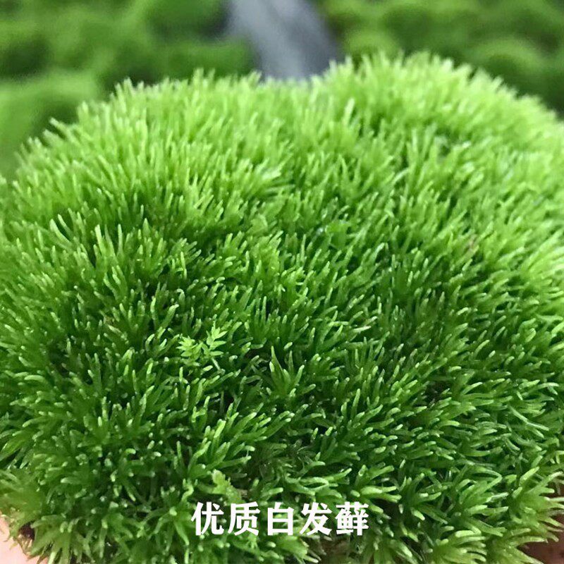 白发青苔鲜活苔藓植物微景观盆景假山盆栽雨林缸水陆缸铺面短绒藓
