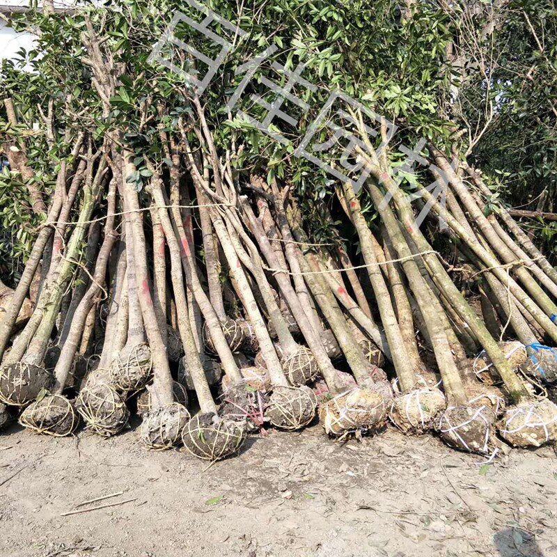 土地征收拆迁赔偿1-20公分占地桂花树垃圾砍头金桂树苗桂花大树桩