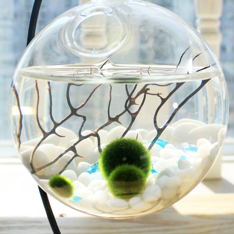 marimo海藻球室内苔藓玻璃微景观生态瓶水培植物创意迷你绿植盆栽