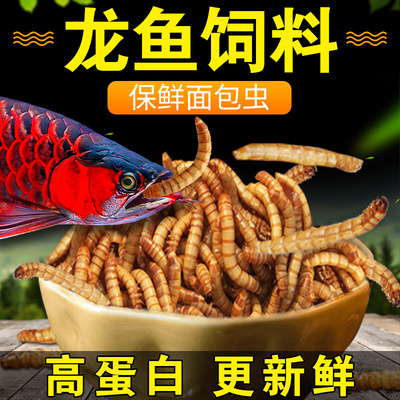 龙鱼饲料金龙红龙银龙鱼食血鹦鹉招财鱼罗汉鱼保鲜大麦虫干面包虫