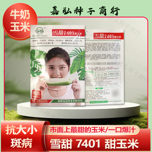 雪甜7401超甜牛奶玉米种子籽粒白色口感特甜生食抗病性好水果玉米