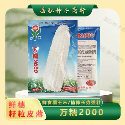 万糯2000白色纯糯玉米种子 中熟单交 皮薄无秃尖 清香绵甜 产量高
