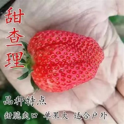 四季原盆原土草莓苗阳台庭院室内盆栽草莓秧带种好W当年结果食用