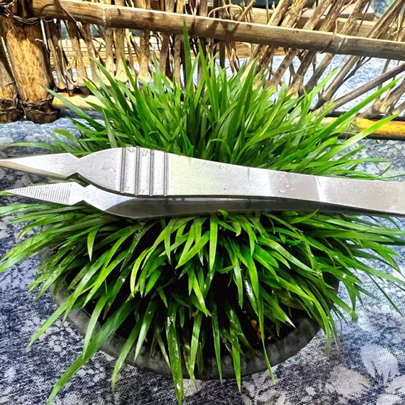 【云溪先生】菖蒲剃黄镊子踢黄摘叶H镊子园艺修剪夹子盆景菖蒲