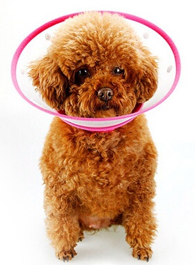 新品Pet Protective Collar Dog Wound Healing ProtSection Neck