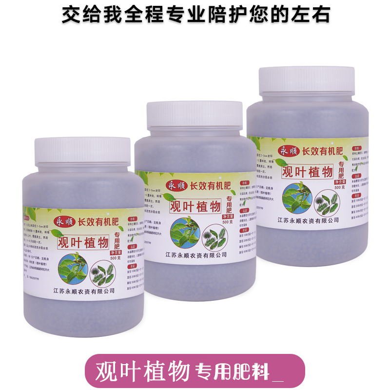 虎皮兰盆栽植物肥料客厅观叶花卉净E化空气四季常青绿植金边虎尾