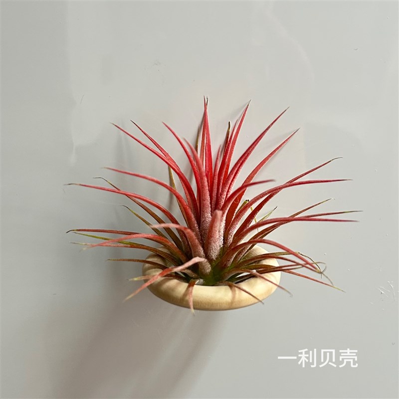 空气凤梨植物冰箱贴室内实木圈磁铁石吸铁套装画框装饰支架底座图片