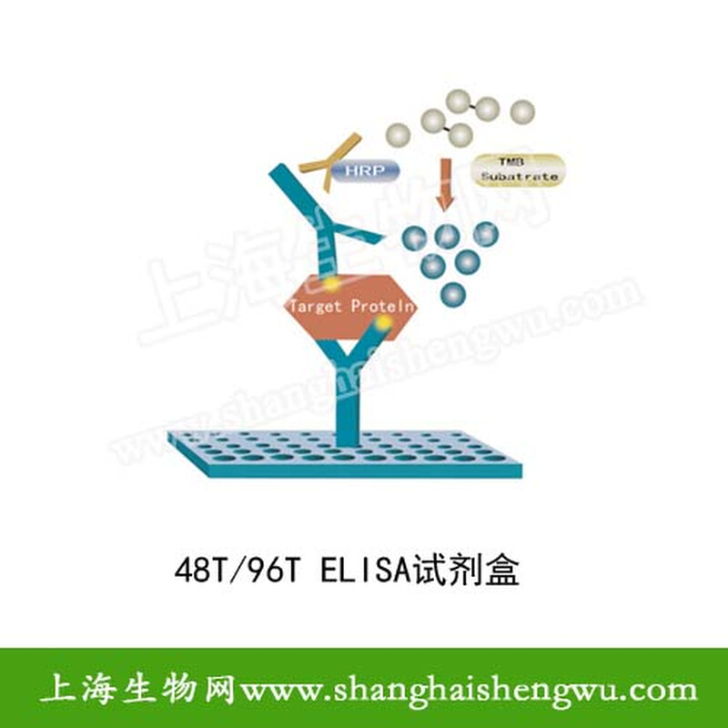 剂鼠蛋白磷I酶(PP)EL酸SNA检测试小盒 l