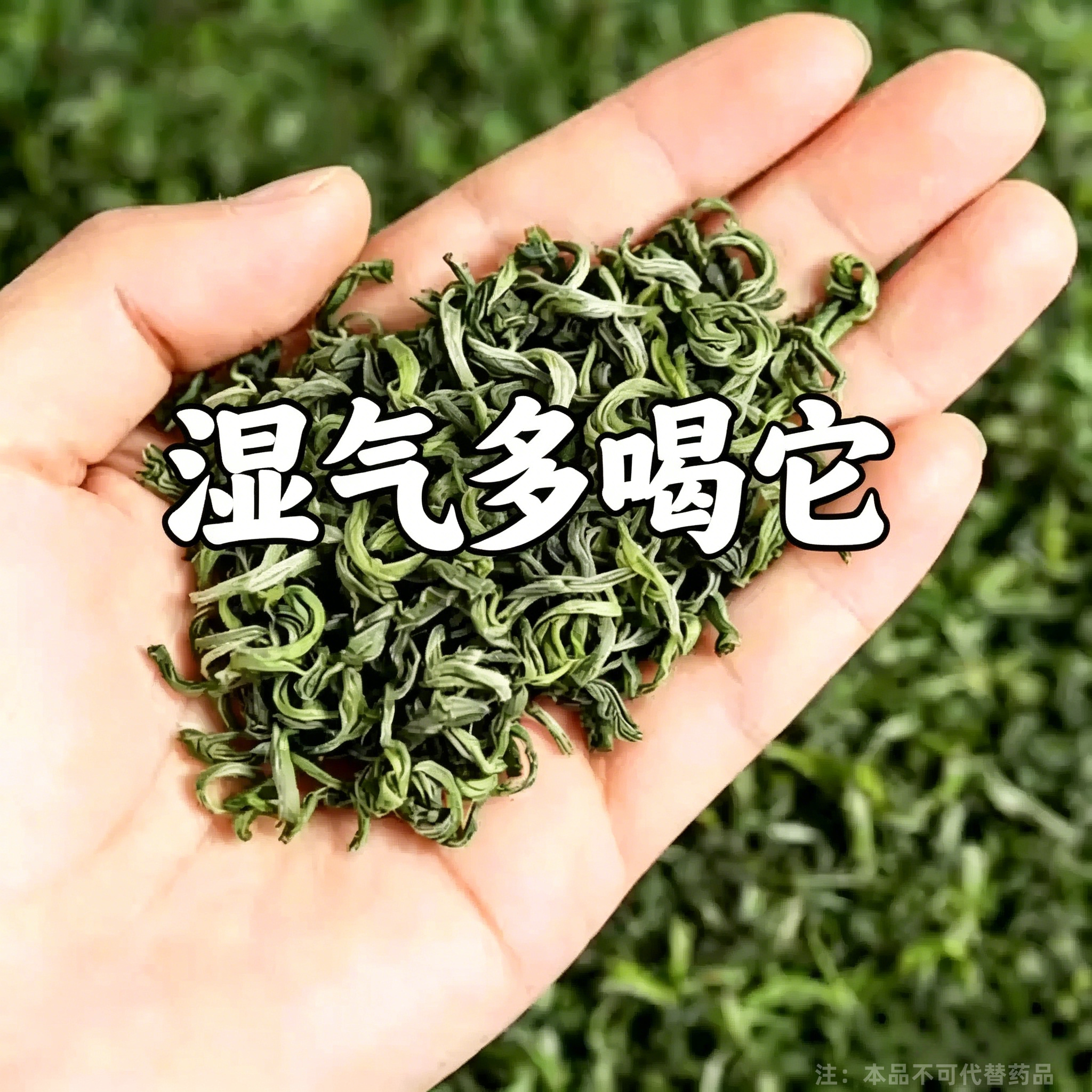 【严重湿寒】舌头白厚腻发黄口苦口干湿寒湿热湿气重湿胖肚子大